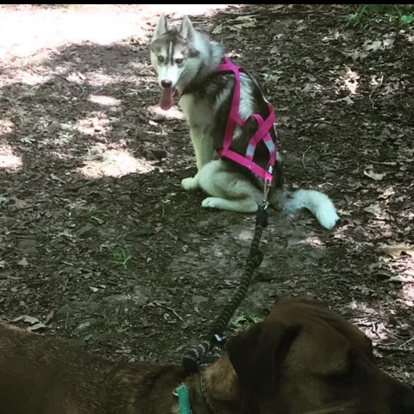 Neewa Sled Dog/Husky Harness for Running/Biking | Pink, Size Small - Picture 11 of 11